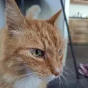 jimi_vv