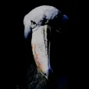 random_guy.0.1 avatar