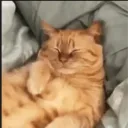 sczxy_