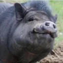 Аватар smetanka0836_52924