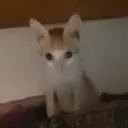 bunnybooz
