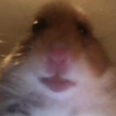 avatar hamster