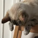 citrus_clem