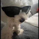 musti.bob