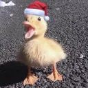 lns_ducky2