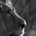 whitelion15010