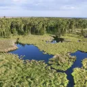 emberglades.