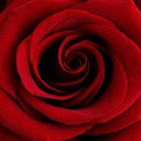 avatar Rose