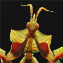 deviousmantis_#0 avatar
