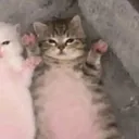 kittcat716