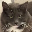 cheeseuser.0