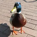 justuhuo