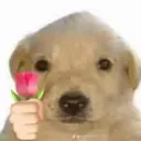 rubenmelatuesta777 avatar