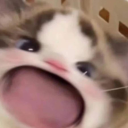 Kaylessia's Avatar