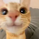 lxghtlxss