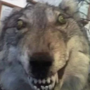 avatar Jääkäri ᛉ