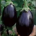 kunaal444