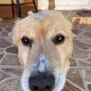 bearwithoute. avatar