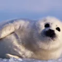 Аватар makar092_00180