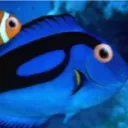 tang_fish_official