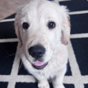 avatar mommy of little pumpkins