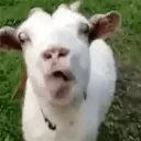 goatmin_wsl