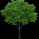 treeontop56