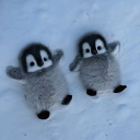 avatar cutepenguin103340568230468972643