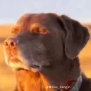 brothersyeah_32394 avatar