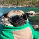 uhcarbuz