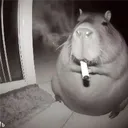 koojii