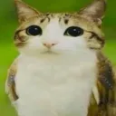 kis_td