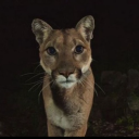 avatar sexy chino doolie makk balla $