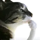 pxay_