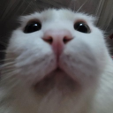avatar Phcanh