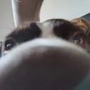logivrolyy