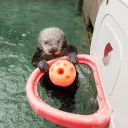 otterblast