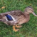quackerslol272