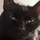 catman900_43322 avatar