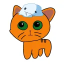 sillycatinabox