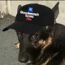 furretfelix