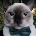 zuki_bs12 avatar