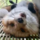 stormyfuzzball
