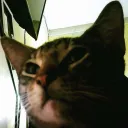 tai_the_cat2001 avatar