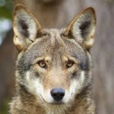 redwolf