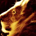 xylovaleri