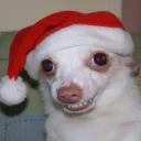 Аватар fiolblack