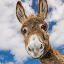 DazzlingDonkey