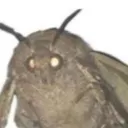 evilmoth_ avatar