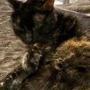 rosecat1085
